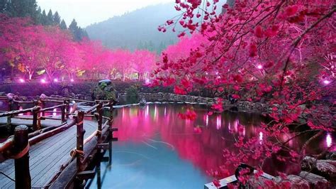 Travel, Reflection, Flower, Hanami, Cherry Blossom - Cherry Blossom Lake Sakura Japan (#1918165 ...