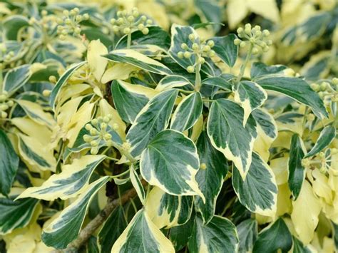 Climbing plants for shade – 10 varieties to choose from | Livingetc