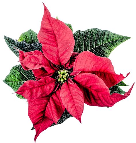 Christmas Poinsettia Flower PNG Image - PurePNG | Free transparent CC0 PNG Image Library