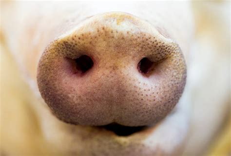 Free pig snout Images, Pictures, and Royalty-Free Stock Photos - FreeImages.com