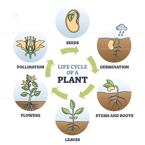 Life cycle of plant with seeds growth in biological labeled outline diagram - VectorMine