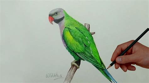 Parakeet Cartoon Drawing : Cute Cartoon Kawaii Parakeet Bird Drawings | Driskulin