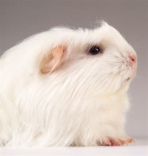 Guinea Pig Breeds