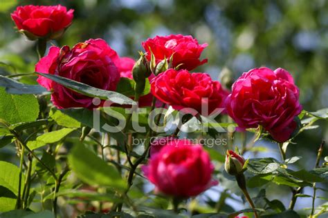 Red Climbing Roses Stock Photo | Royalty-Free | FreeImages