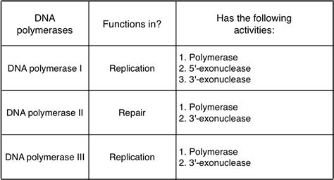 Dna Polymerase 3 Function In Dna Replication - cloudshareinfo