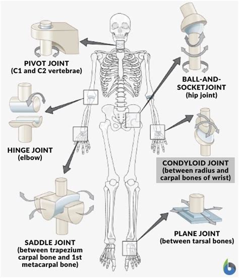 Condyloid joint - Definition and Examples - Biology Online Dictionary