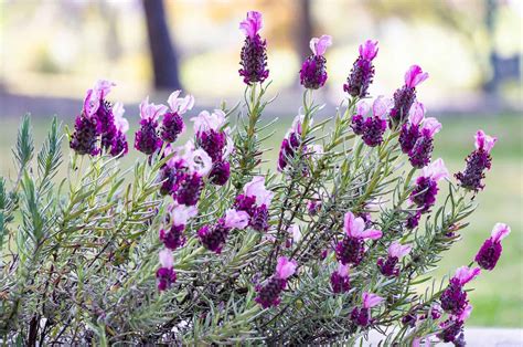 How To Care For Spanish Lavender & Solve Common Issues