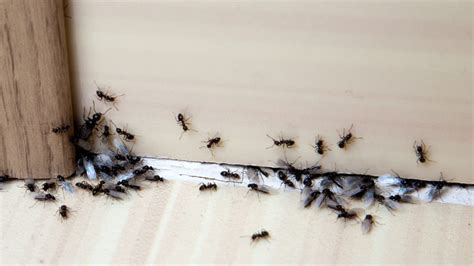 How to Get Rid of Flying Ants: A Complete Guide - Pest Samurai