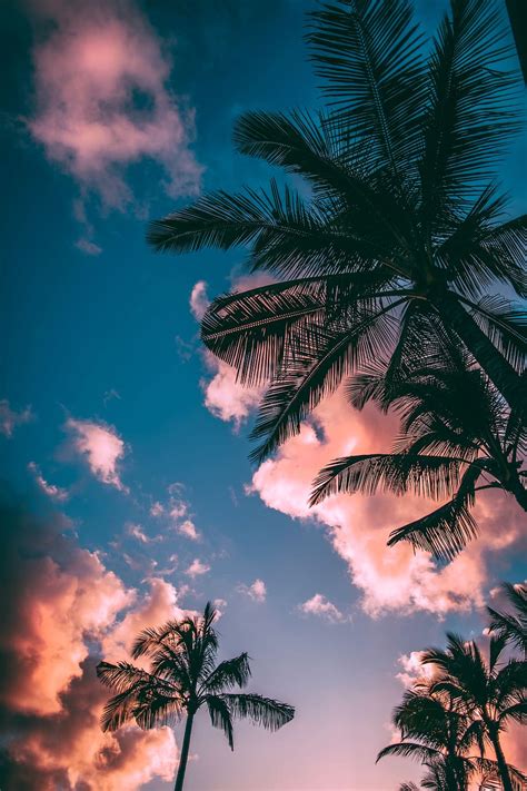 HD wallpaper: Illuminated palm trees, abstract, green, nature, leaf, leaves | Wallpaper Flare