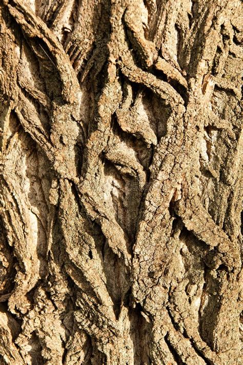 Bark of a poplar tree stock image. Image of poplar, pattern - 98795439