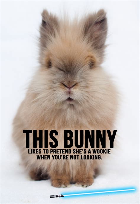 Bunny meme, Funny bunnies, Funny rabbit