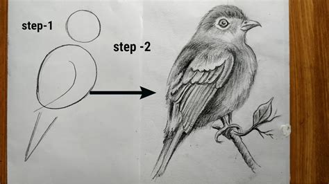 Bird Pencil Drawing Easy - How To Draw A Bird Colored Pencils : Or do you want to improve your ...