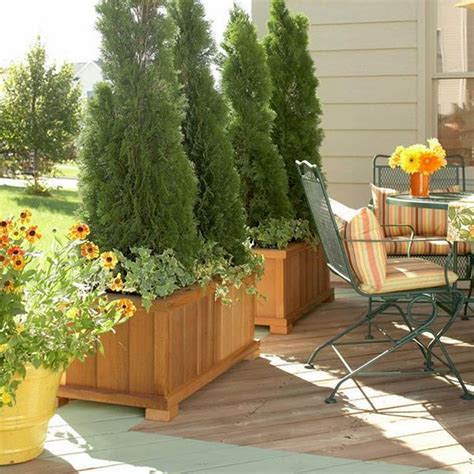 Privacy plants – a living fence for your outdoor area