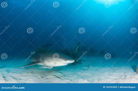 Lemon shark at the Bahamas stock image. Image of fish - 194701853