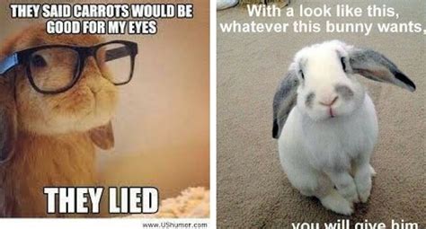 26 Bunny Memes That Are Way Too Cute For Your Screen