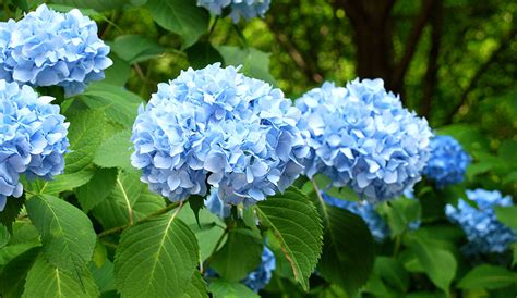 Hydrangea Care: How to Plant, Grow & Care for Hydrangeas