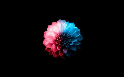 Flower Oled Dark 4k - Free 4k Wallpapers - 40.000+ Free 4k Wallpapers - Pixel4k