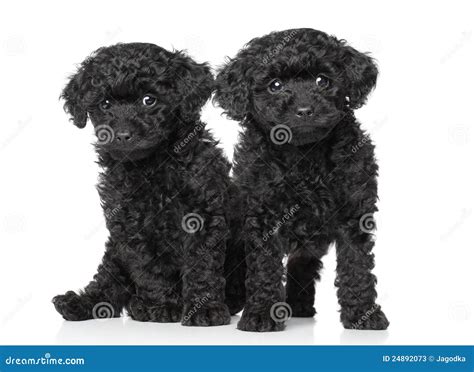 Black toy poodle puppies stock image. Image of studio - 24892073