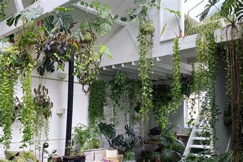 10 of the best indoor hanging plants to help transform your home - Arab Press