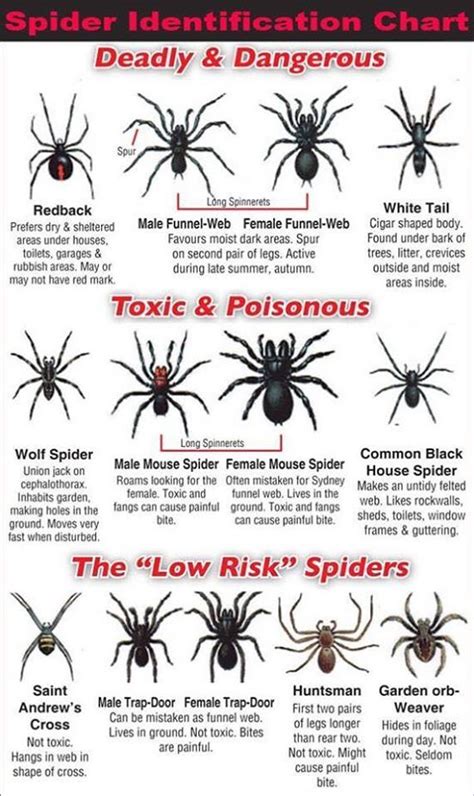 House Spider Bite Identification Chart