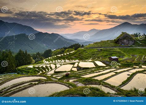 Rice Paddies in Japan stock photo. Image of maruyama - 47528564