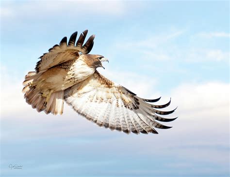 Flying Red-tailed Hawk Photograph by Judi Dressler