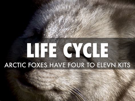 Arctic Fox Life Cycle Stages