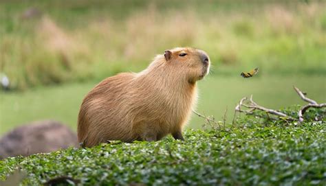 Premium AI Image | Capybara in the nature habitat wildlife beauty