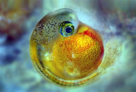 Embryo of guppy fish | Nikon’s Small World