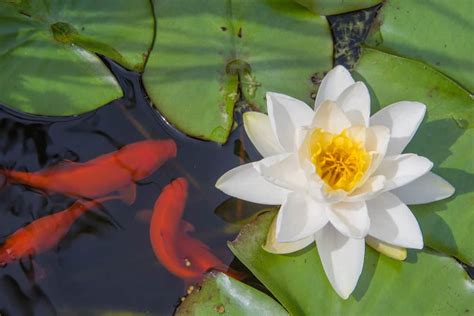 How To Plant Water Lilies In A Koi Pond