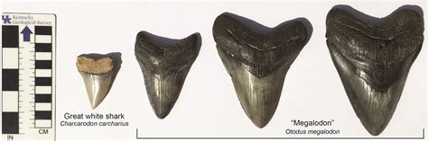 Fossil of the month: Megalodon teeth