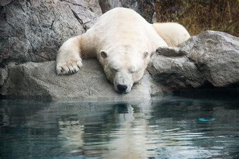 Meet the Bears: Visit the Cochrane Polar Bear Habitat - Northeastern Ontario Canada - Meet the ...