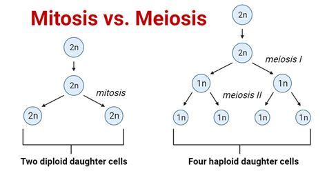 Mitosis Vs Meiosis Number Of Chromosomes