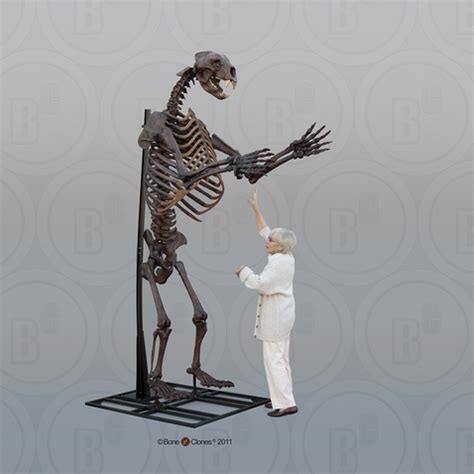 Short-faced Bear Articulated Upright Skeleton - Bone Clones - Osteological Reproductions