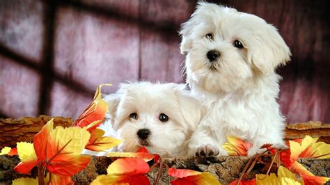 🔥 [100+] Cute Puppies Wallpapers for Desktop | WallpaperSafari