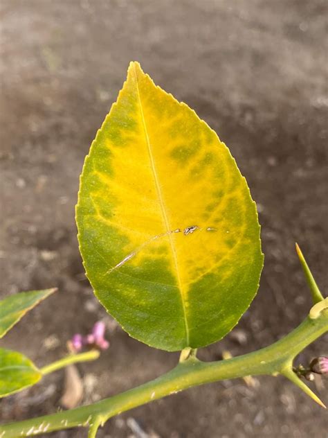 How to Treat Lemon Tree Yellow Leaves? (Causes and Solutions) - Plants Craze