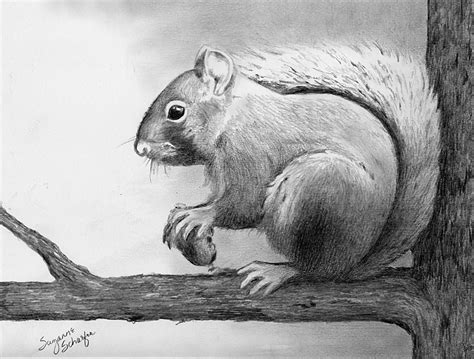 Squirrel Pencil Sketch at PaintingValley.com | Explore collection of Squirrel Pencil Sketch