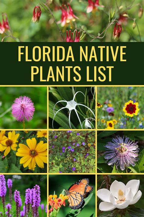 Florida Native Wildflowers | Best Flower Site