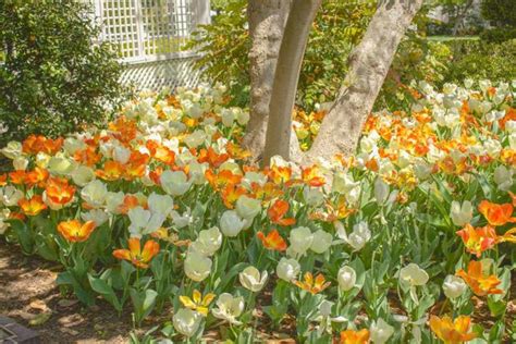 An Inside Look at the White House Garden Tour