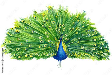 beautiful peacock drawing with open tail on an isolated white background, beautiful watercolor ...