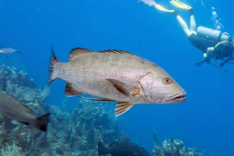 Popular Snapper Fish Species List - Red Snapper Fish, Red Snapper Fish Wholesale, Red Snapper ...