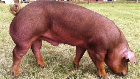 Best Pig Breeds to Farm with in South Africa - Farming South Africa