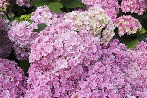 14 Beautiful Hydrangea Varieties