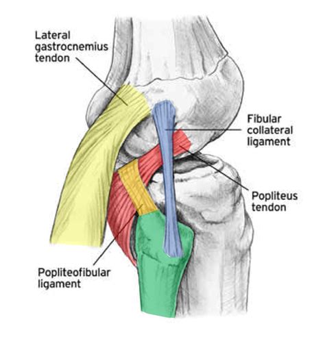 Posterior Knee Tendons Diagram