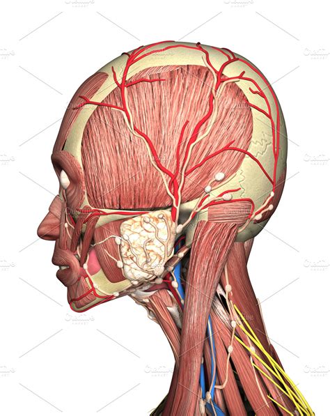 anatomy of head side view | Stock Photos ~ Creative Market