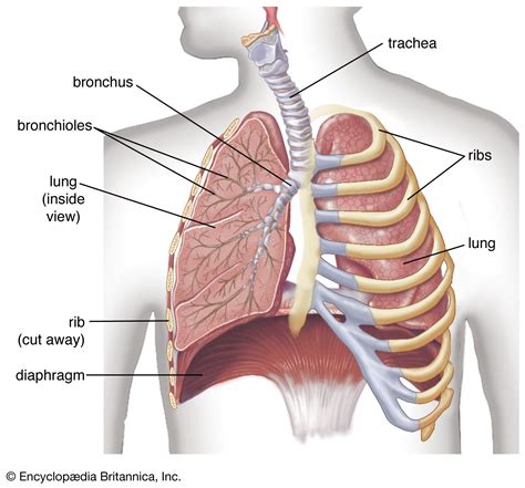 Labeled Human Torso Model Diagram / If you need to review the human skeleton for an upcoming ...