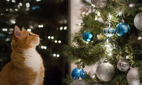 How to Keep Cats Away from Your Christmas Tree | Zoetis Petcare