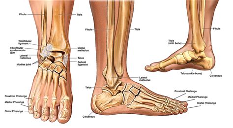 foot bones - Anatomy Info