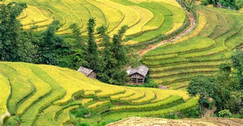 Aerial View of Green Rice Paddies · Free Stock Photo