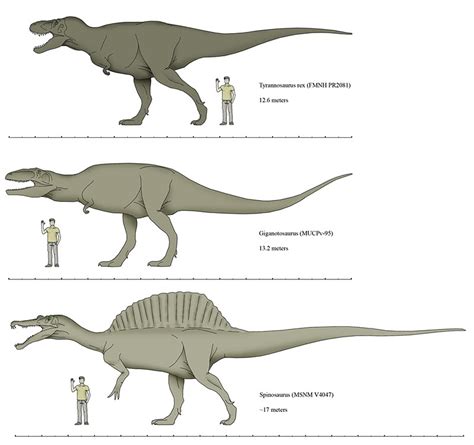 Giganotosaurus Vs Carcharodontosaurus Size